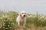 GOLDEN RETRIEVER 289